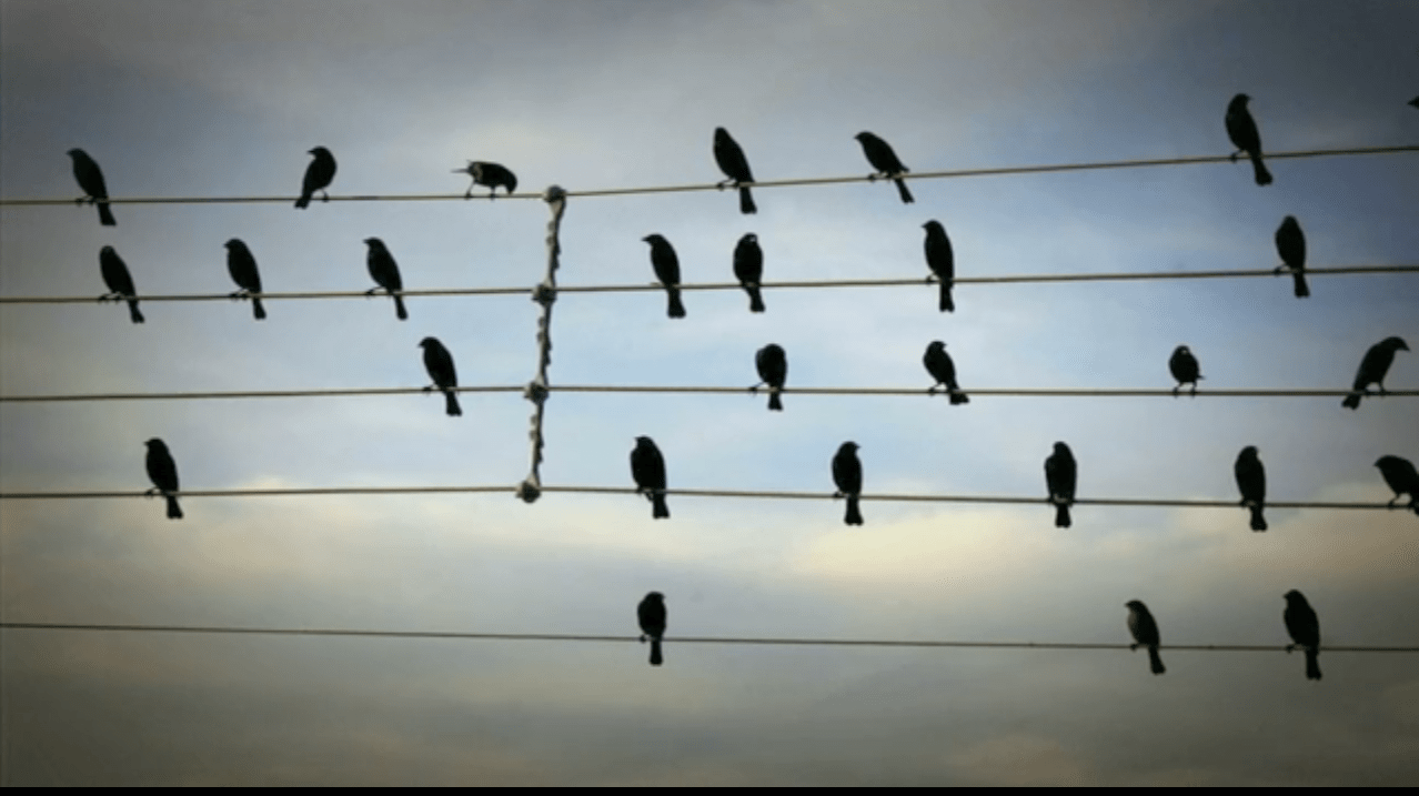 birds-on-a-wire