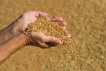 palms with a grain of wheat